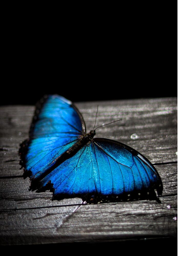 Una farfalla morpho blu appoggiata con le ali aperte, che simboleggia la trasformazione e il cambiamento di carriera